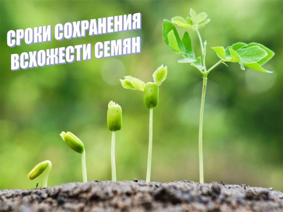 Сроки сохранения всхожести семян